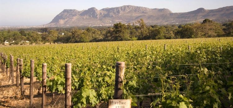 Three world-class wine routes within Cape Town
